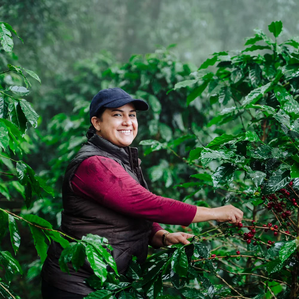 A coffee producer picking ripe cherries